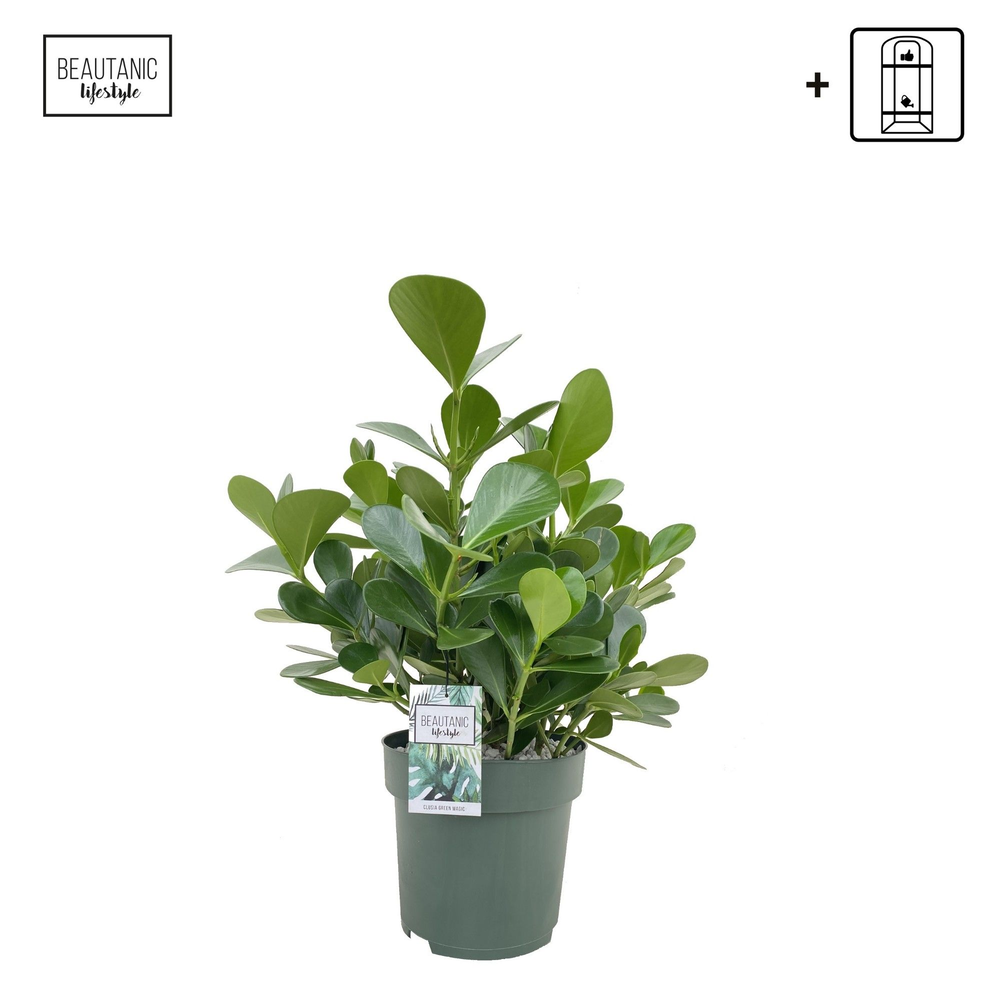 Clusia Green Magic.