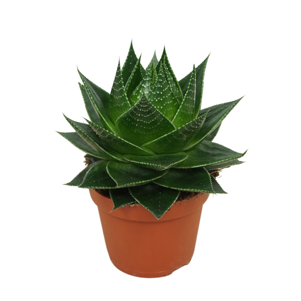 Aloë Cosmo 10,5 cm.