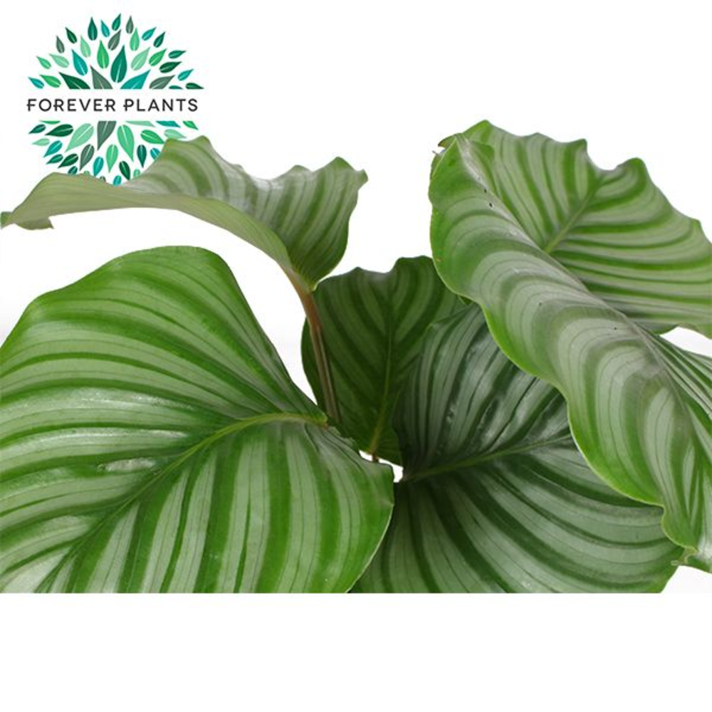 Calathea Orbifolia p17.