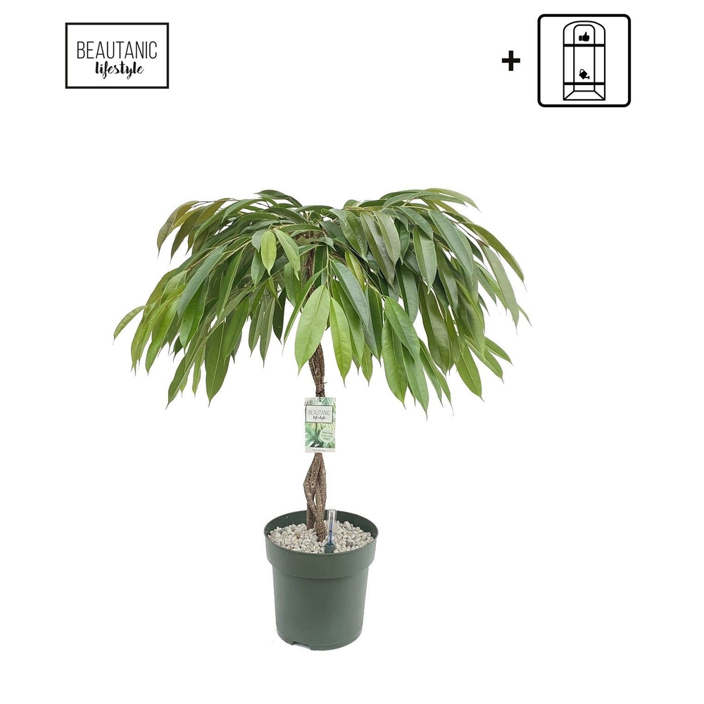 Ficus Malaika.