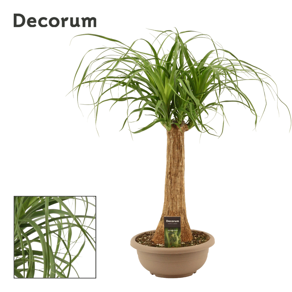 Beaucarnea recht 25 cm schaal.