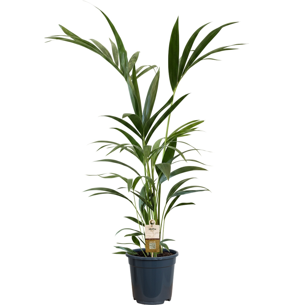 Howea forsteriana (Kentia) 5 pit 100-120cm.