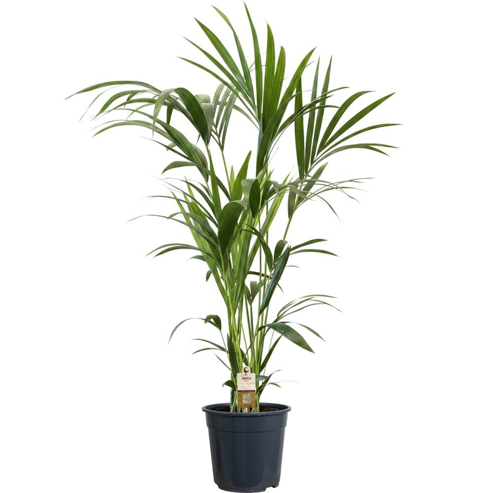 Howea forsteriana (Kentia) 5 pit 120-140cm.