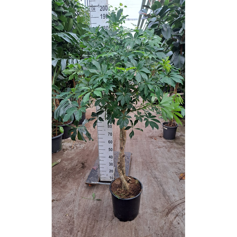 Schefflera Compacta twister 180.