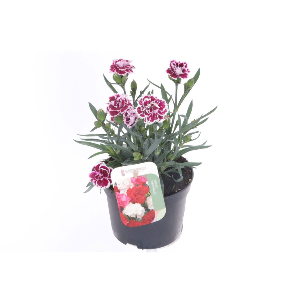 Dianthus caryophyllus Colori Joy.