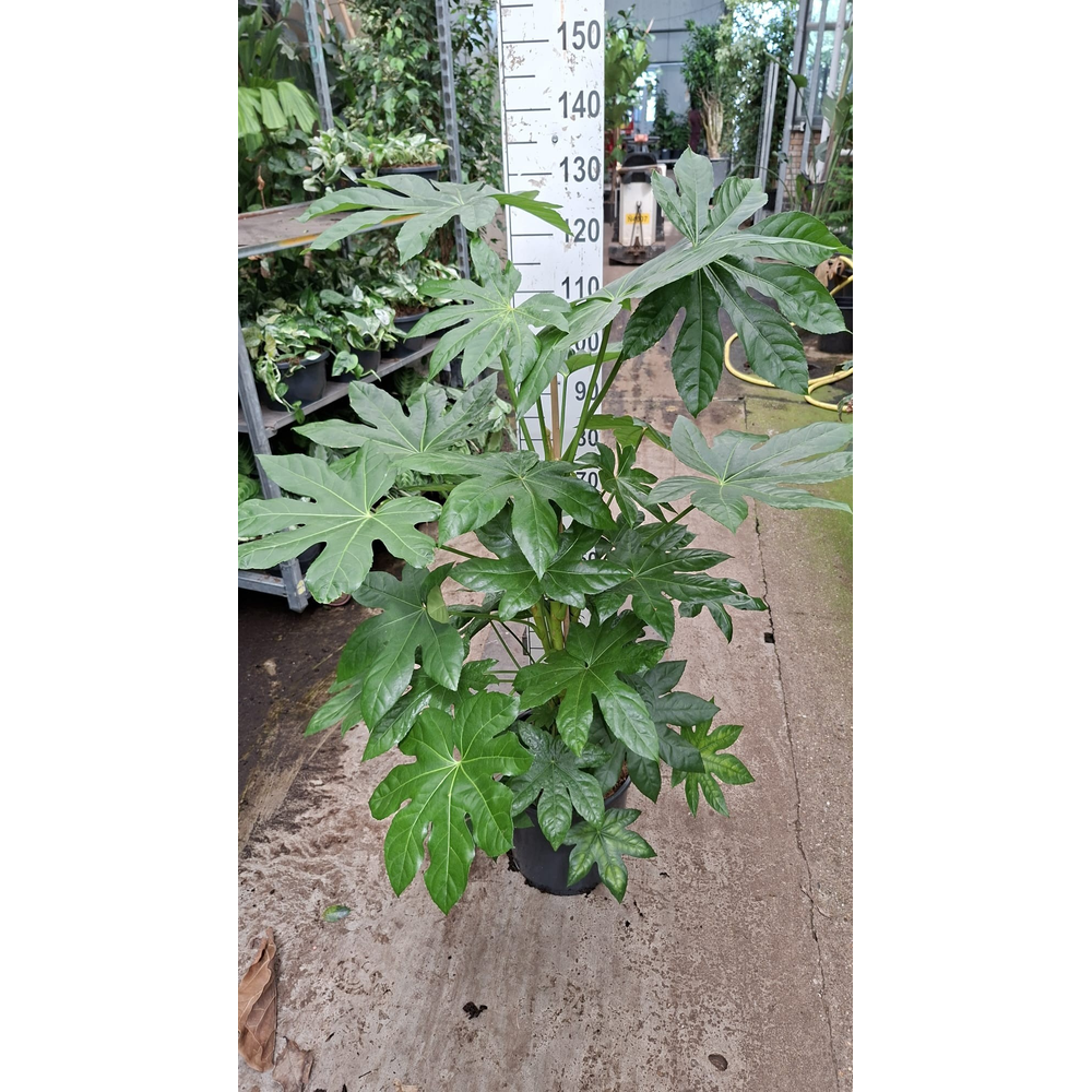 Fatsia Japonica 130.