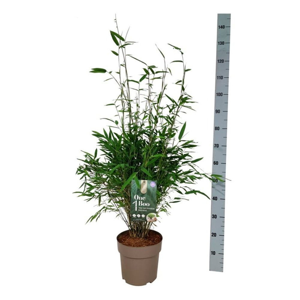 Fargesia nitida 'Gansu 95/2'.