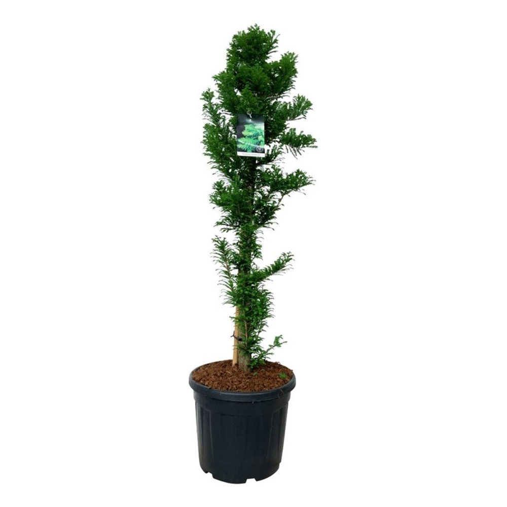Taxodium distichum 'Pevé Minaret'.