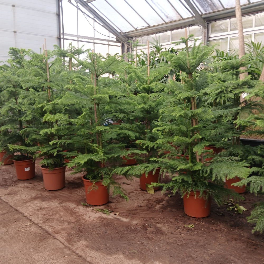 Araucaria heterophylla.