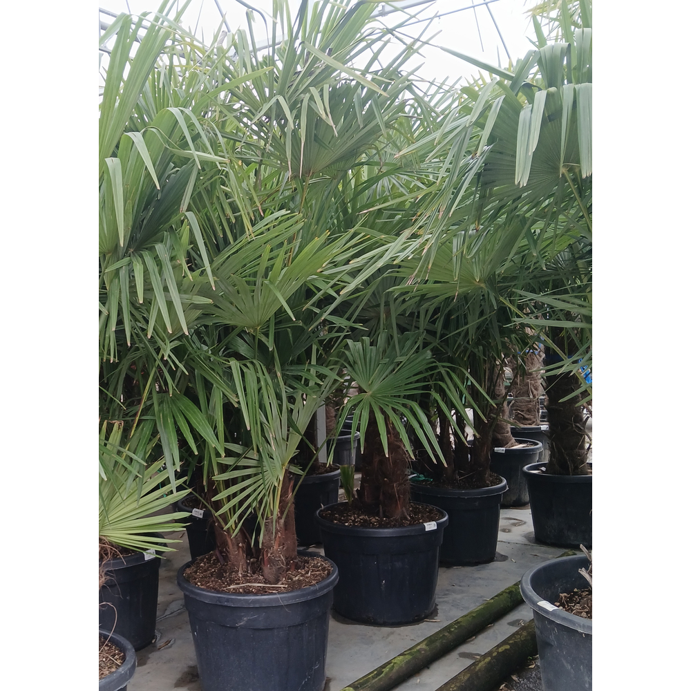 Trachycarpus fortunei.