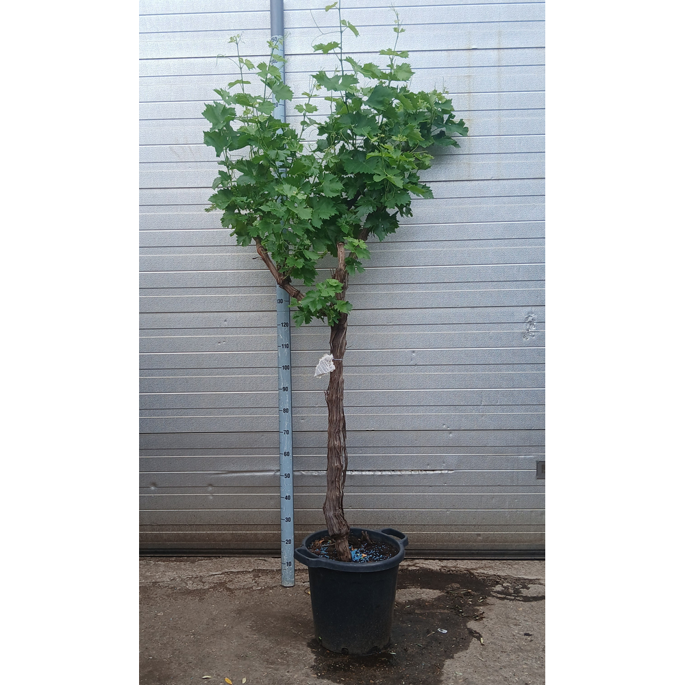 Vitis 22035.