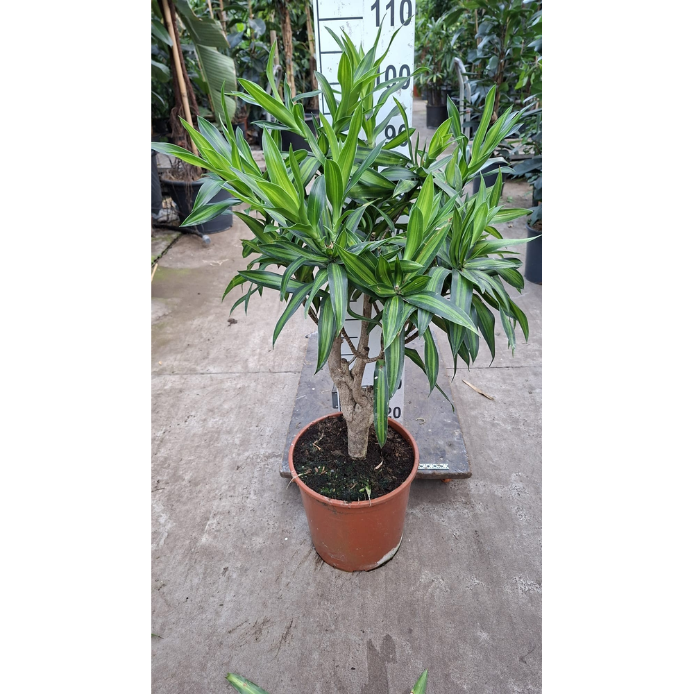 Dracaena Reflexa Song of Jaimaica 120.
