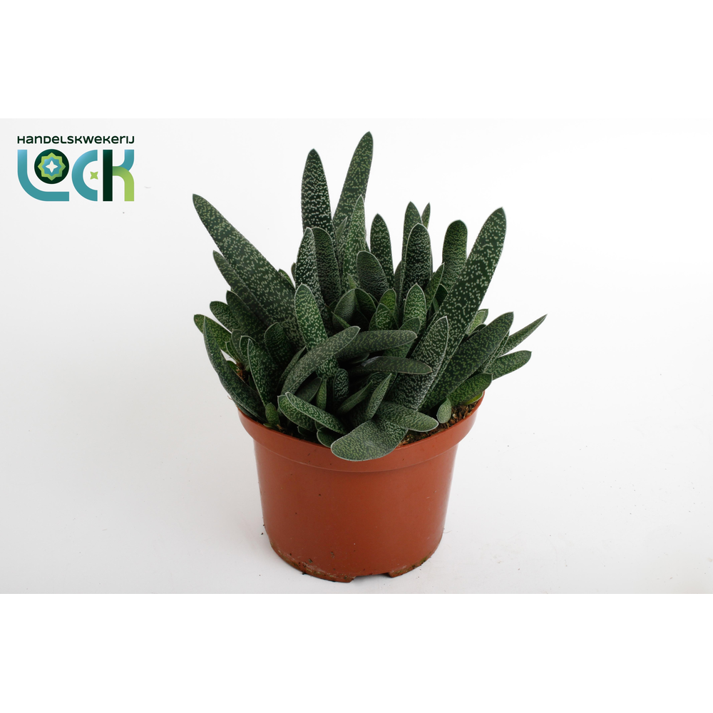 Gasteria Big Ben.