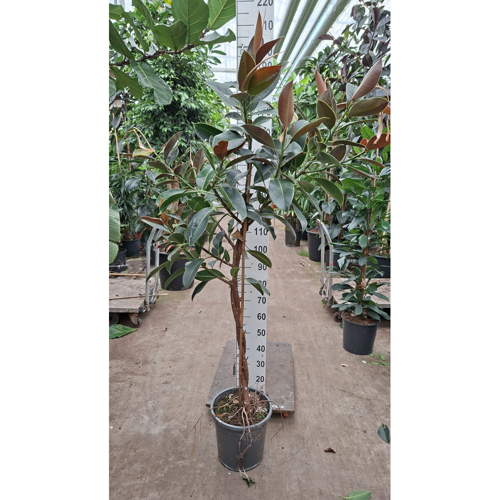 Ficus Elastica Melany gedraaide stam.