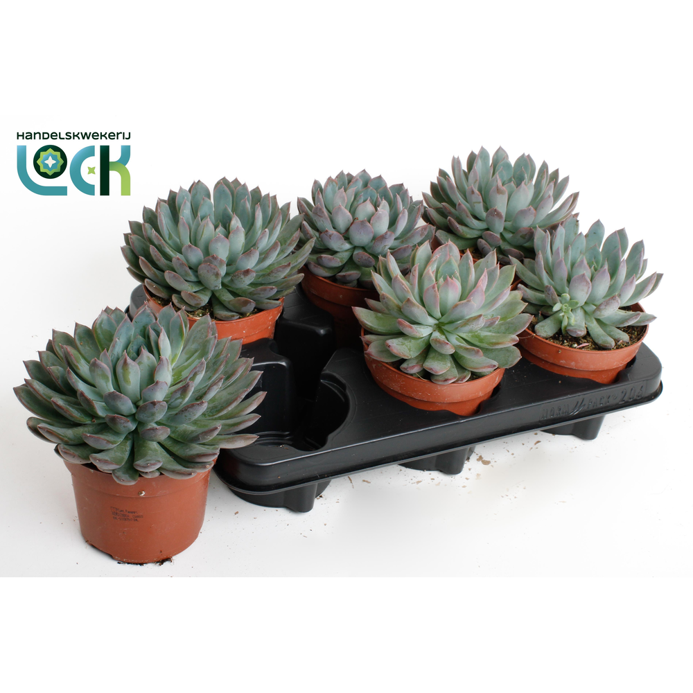 Echeveria Pelisuda.