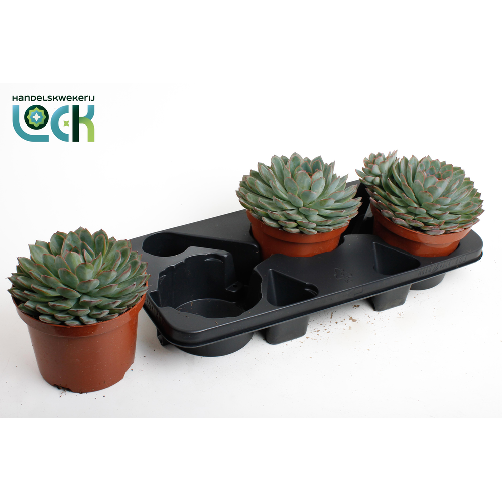 Echeveria Pelisuda.