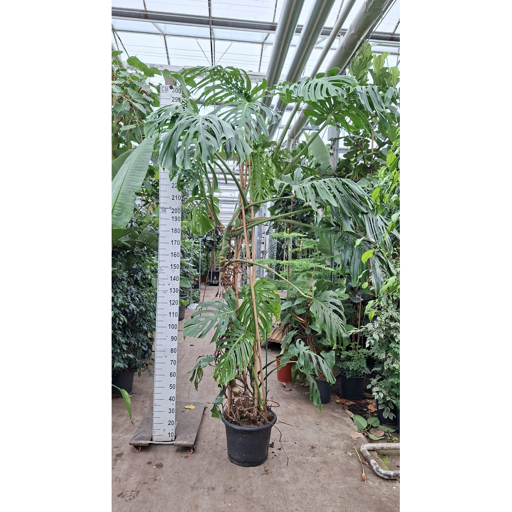 Monstera Deliciosa Big XXL 300.