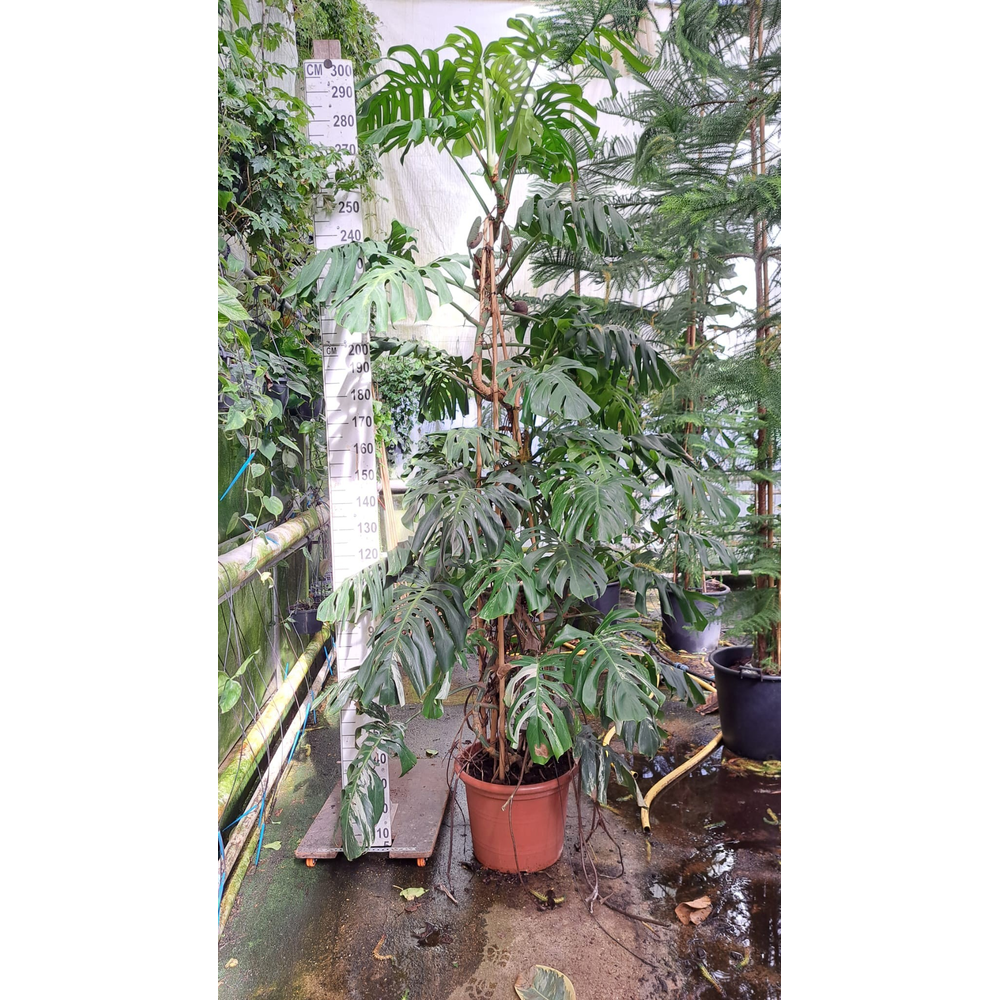 Monstera Del. var. XXL 280.