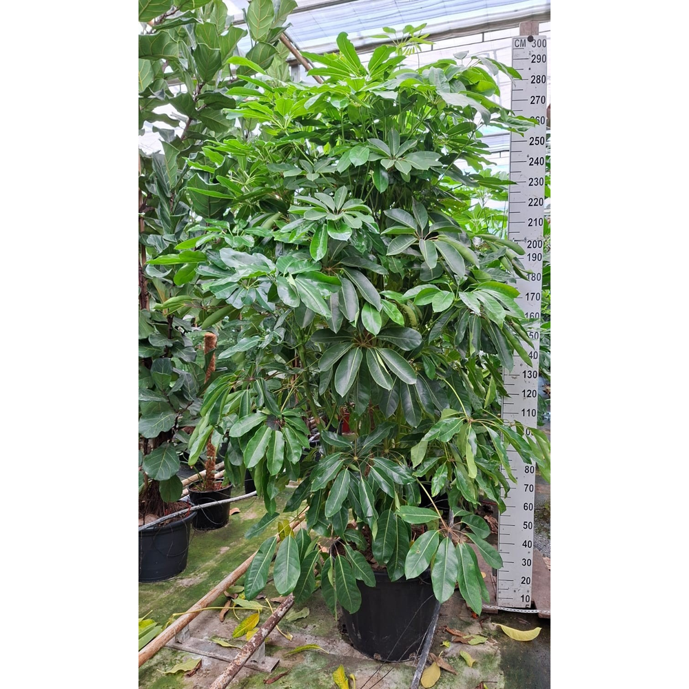 Schefflera Amate bush XXL 300.