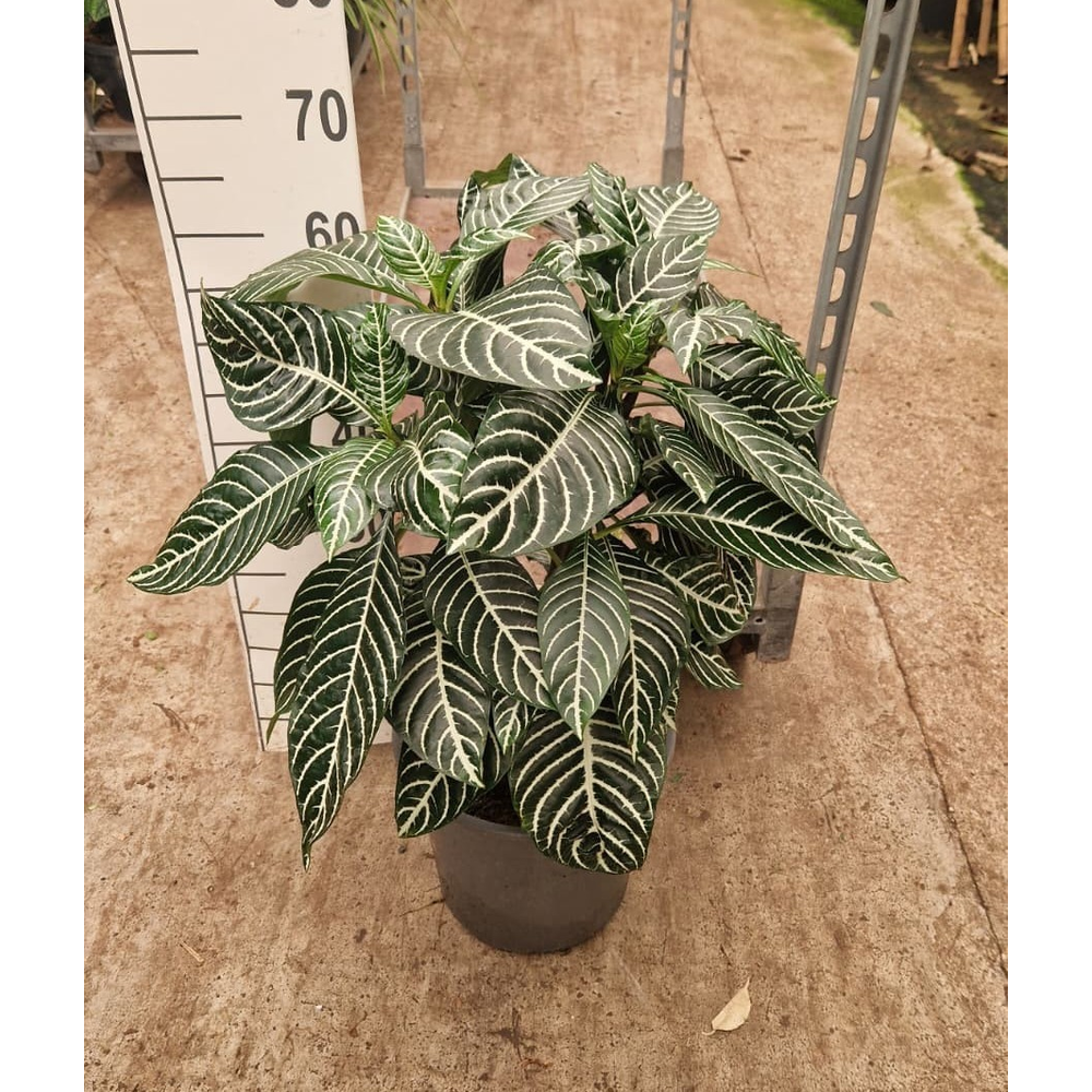 Aphelandra 'Dania'.