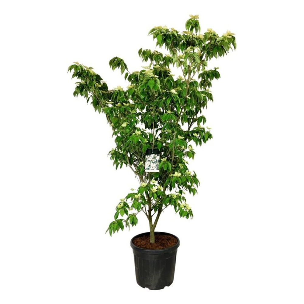 Cornus kousa 'Teutonia'.