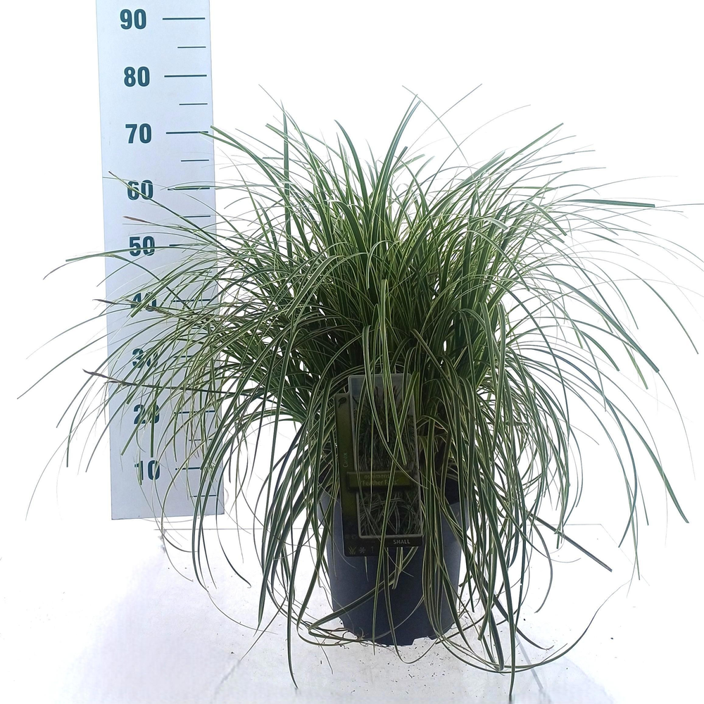 Carex 'Feather Falls' PBR.