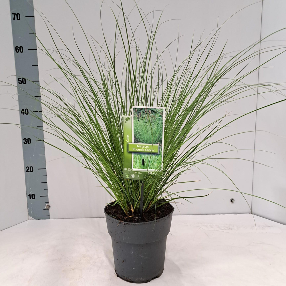 Carex testacea 'Phoenix Green'.