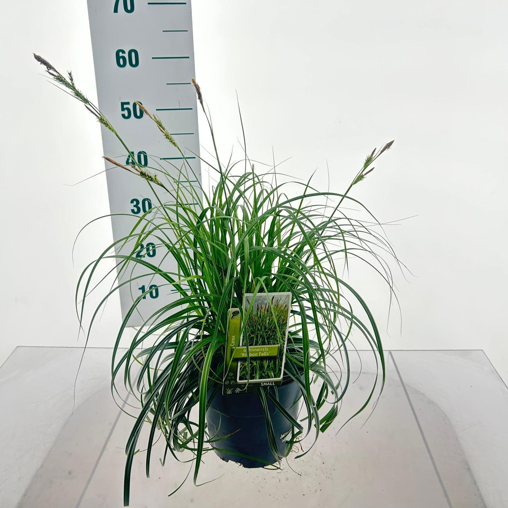 Carex Ribon Falls ('Et Crx02'PBR).