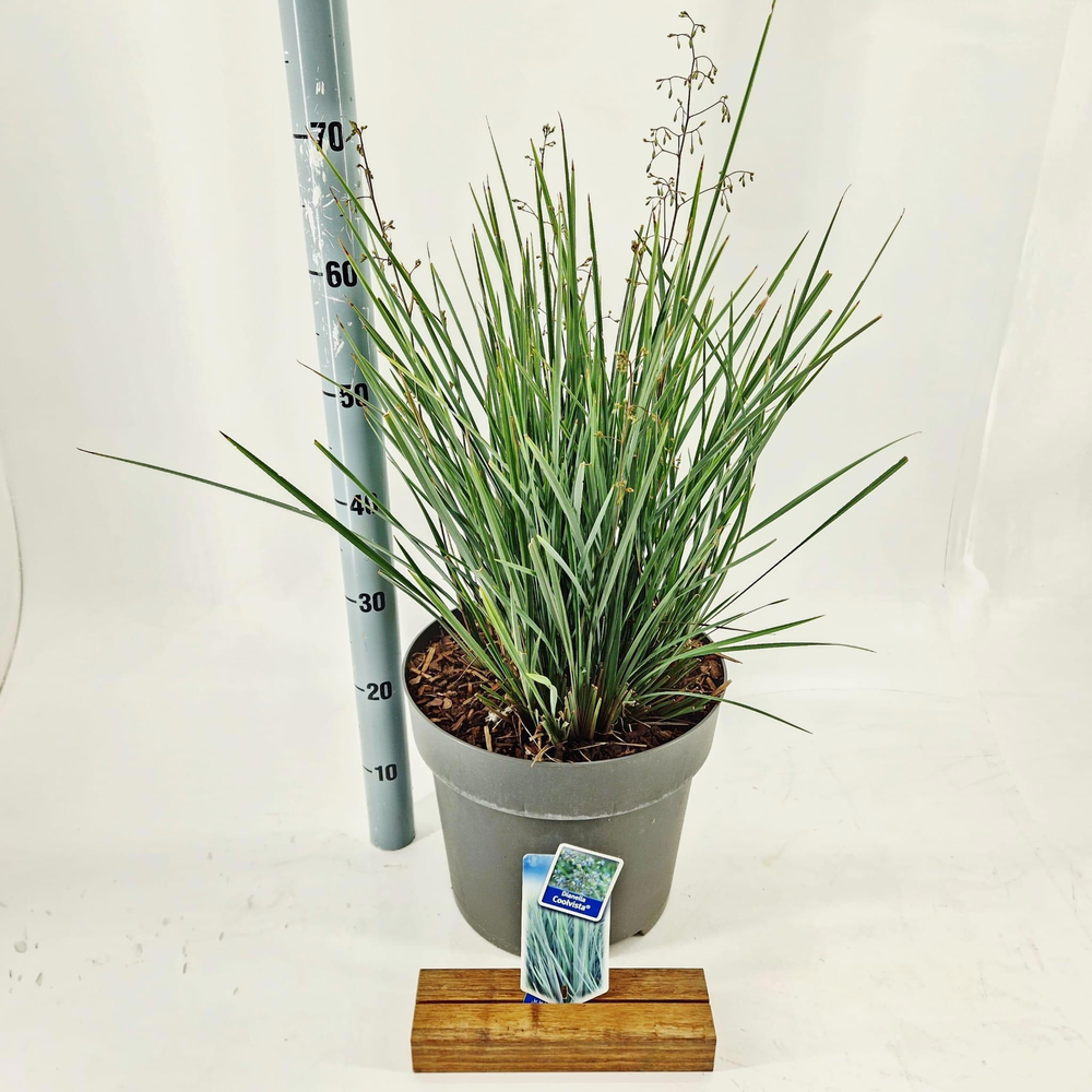 Dianella revoluta Coolvista® ('Allyn-Citation'PBR).
