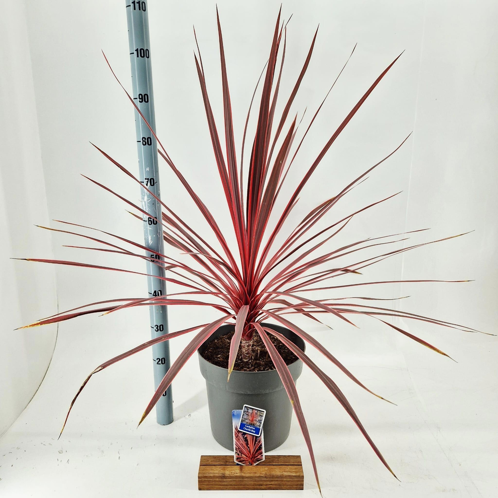 Cordyline australis Charlie Boy ('RIC01'PBR).