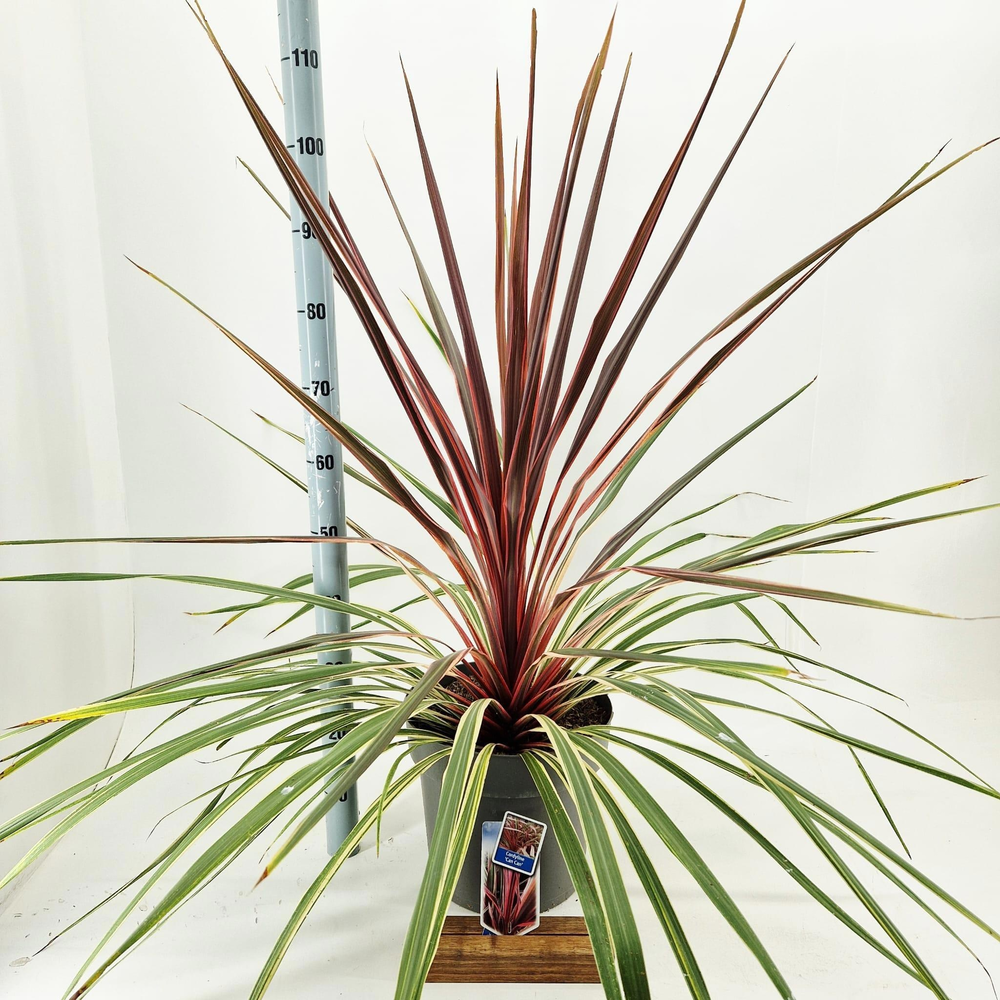 Cordyline australis 'Can Can'.