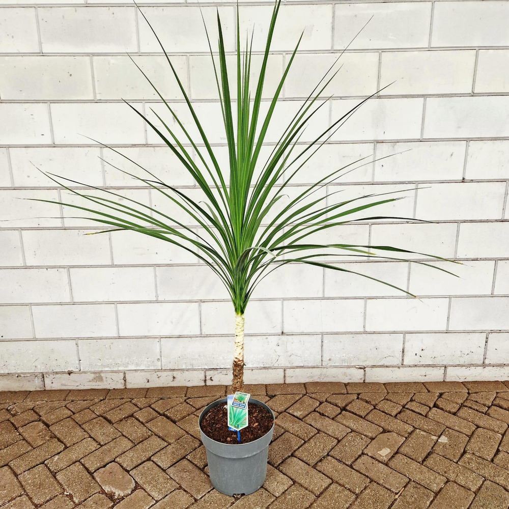 Cordyline australis 'Atlantic Green'.