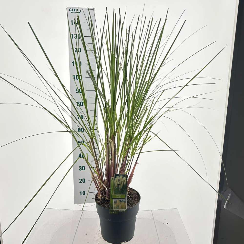 Cortaderia selloana 'Pumila'.
