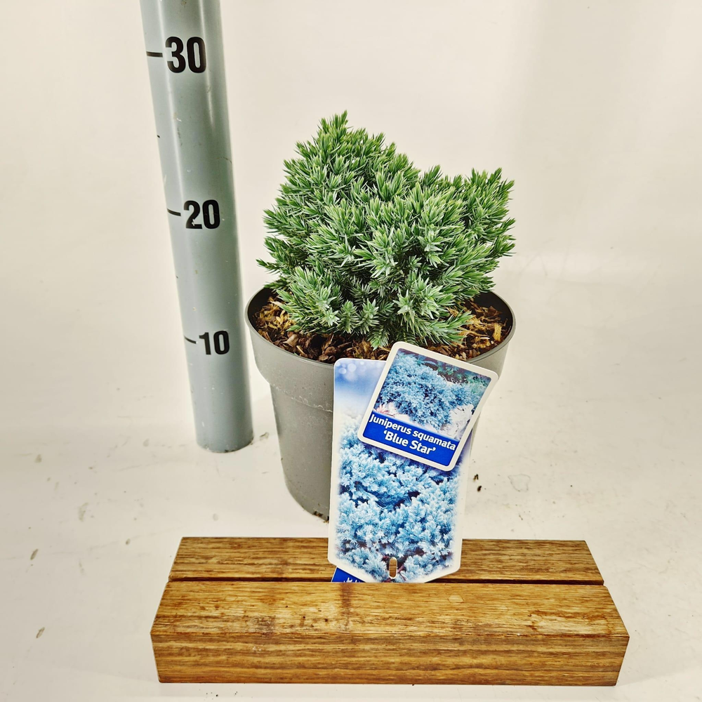 Juniperus squamata 'Blue Star'.