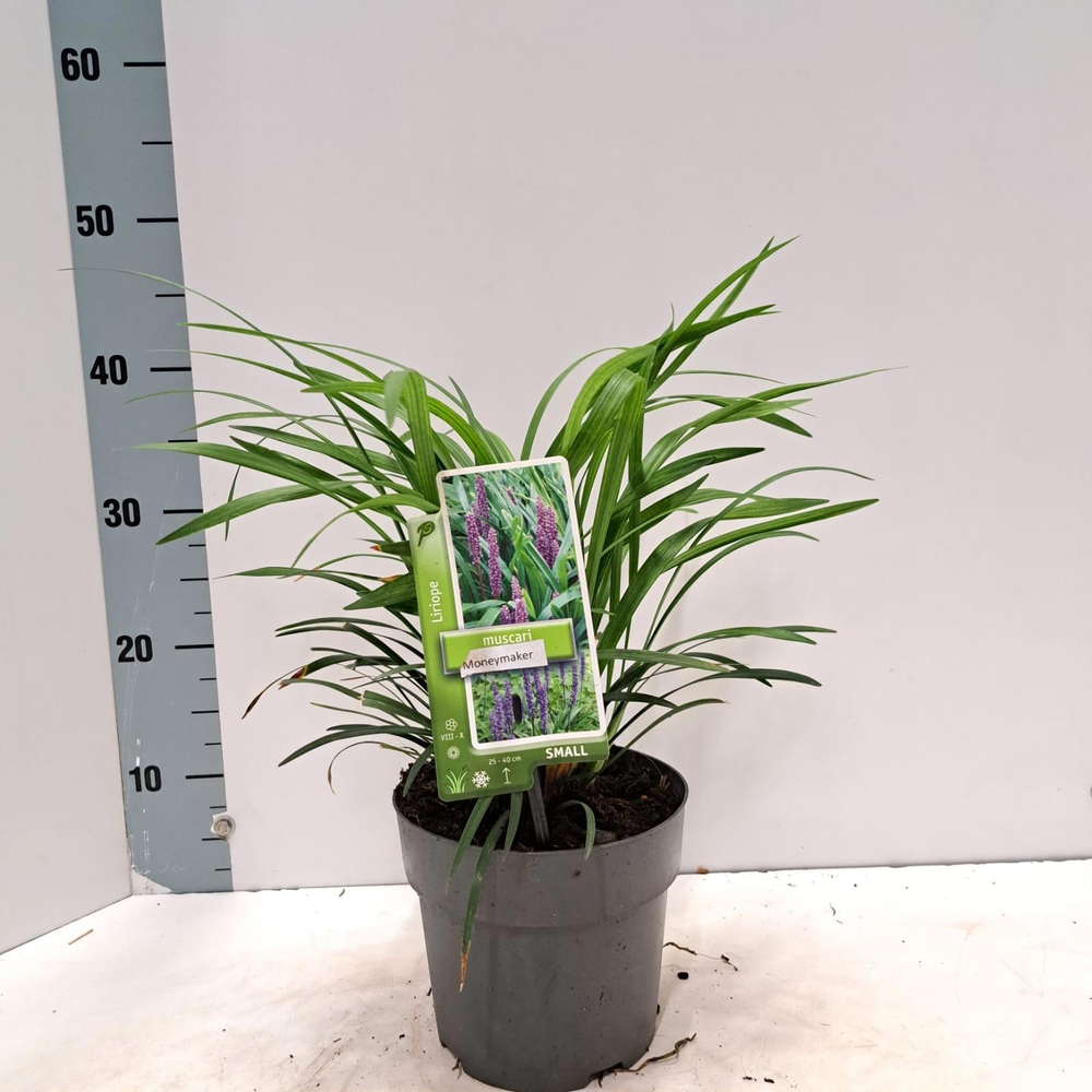 Liriope muscari 'Moneymaker'.