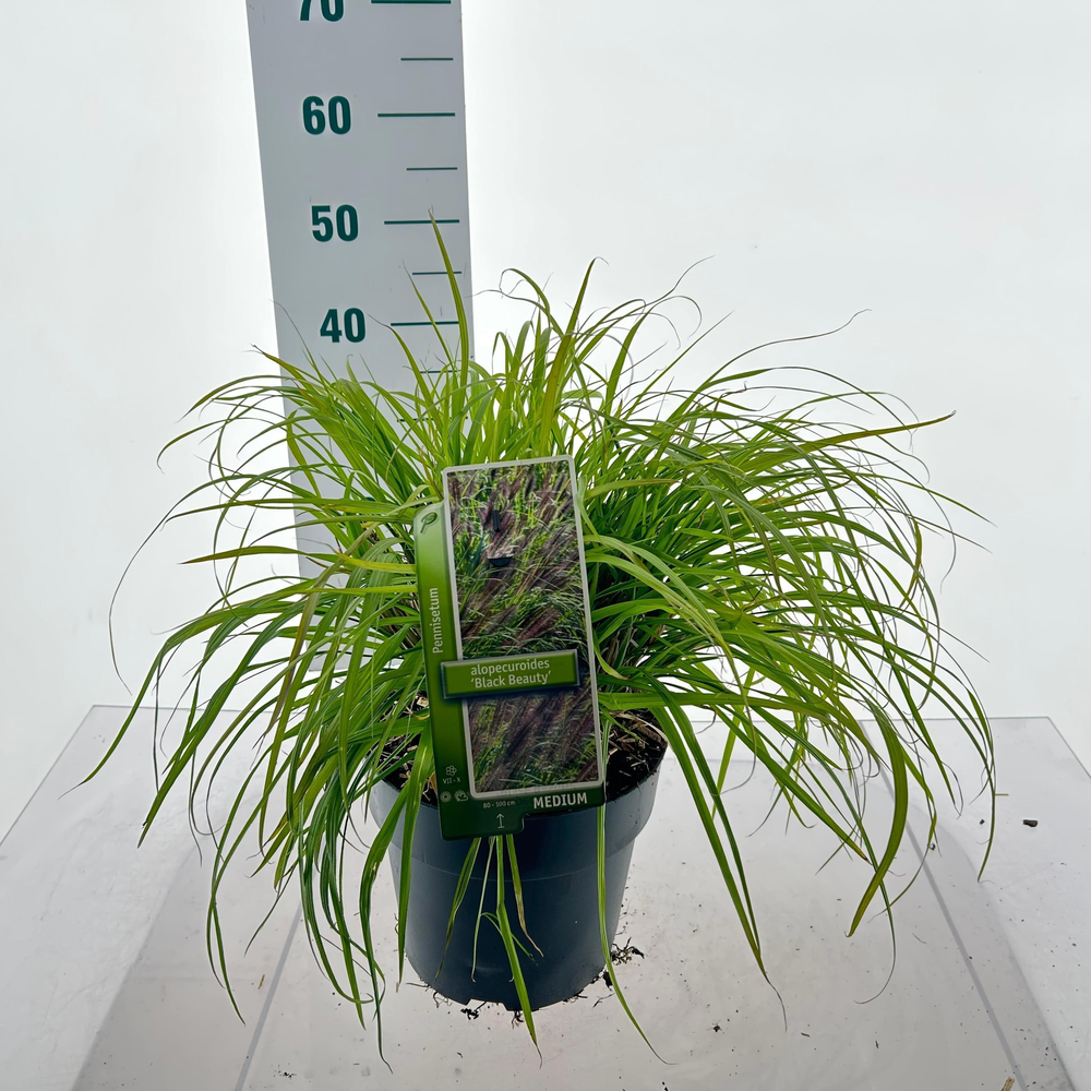 Pennisetum alopecuroides 'Black Beauty'.