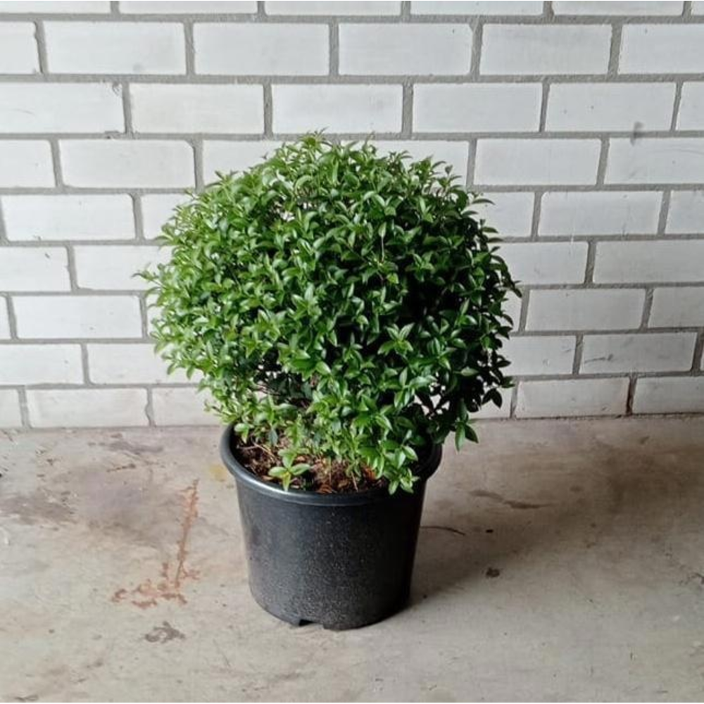 Osmanthus burkwoodii --bol/kogel 45 cm.