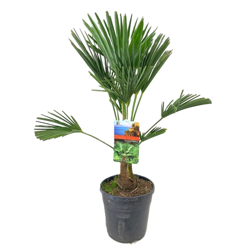 Trachycarpus wagnerianus.