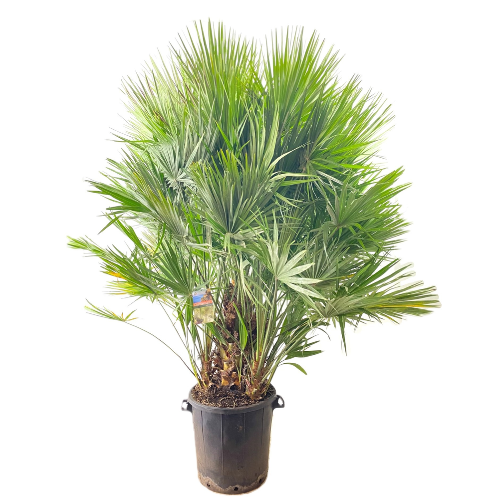 Chamaerops humilis.