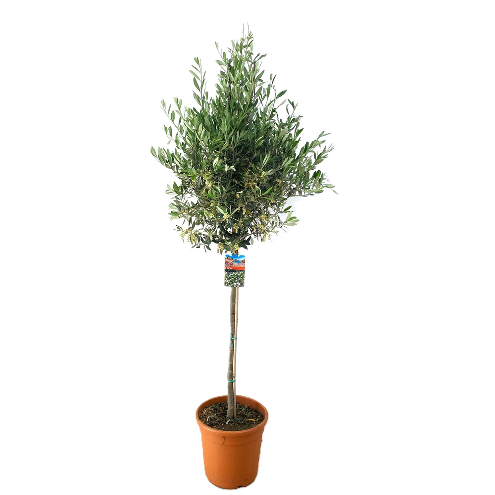 Olea europaea.
