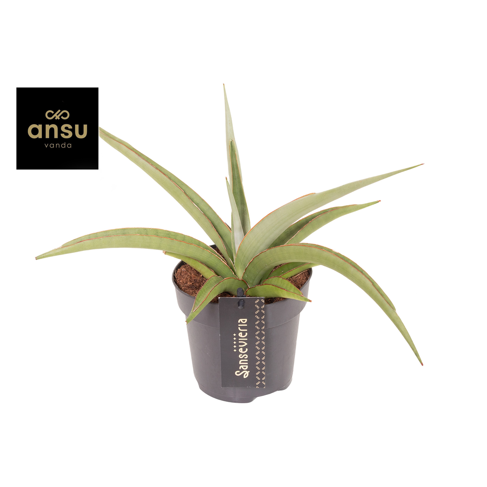 Sansevieria Comet Pastel Grey no. 2.