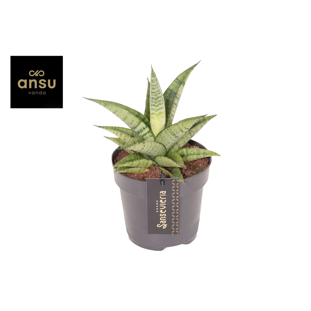 Sansevieria Star Mini Marble No. 2.