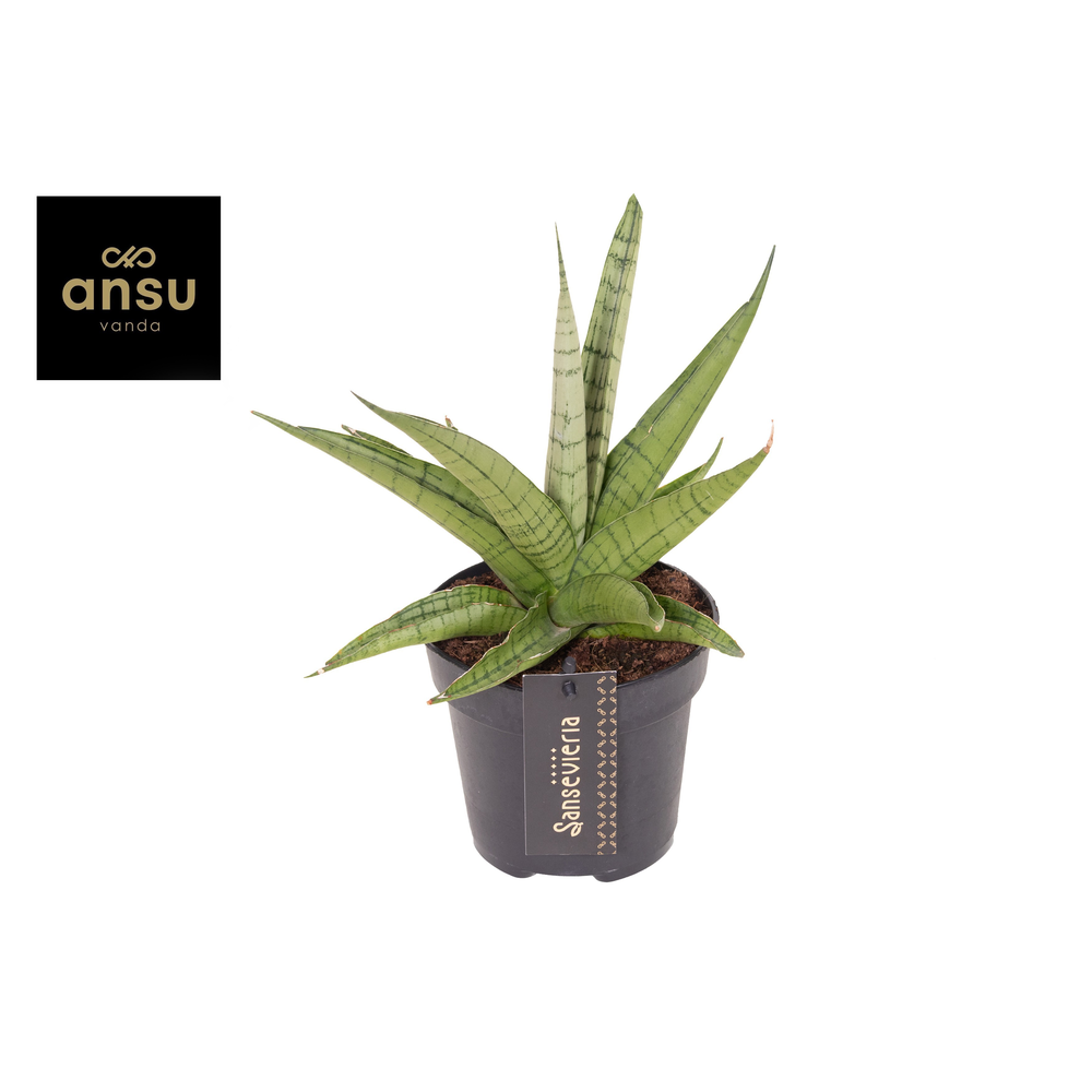 Sansevieria Comet Laurel Grey No. 1.