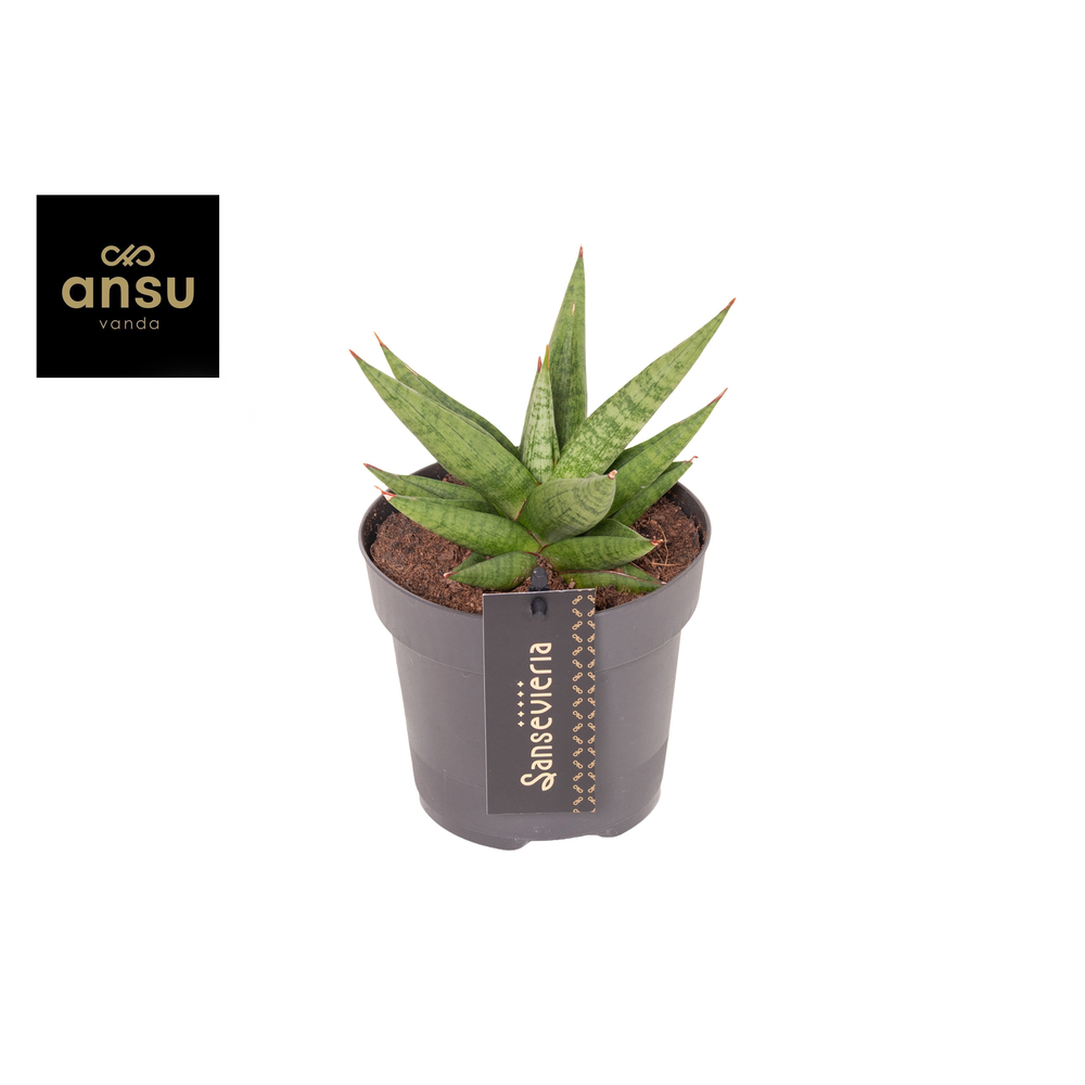 Sansevieria Comet Canoe No. 1.