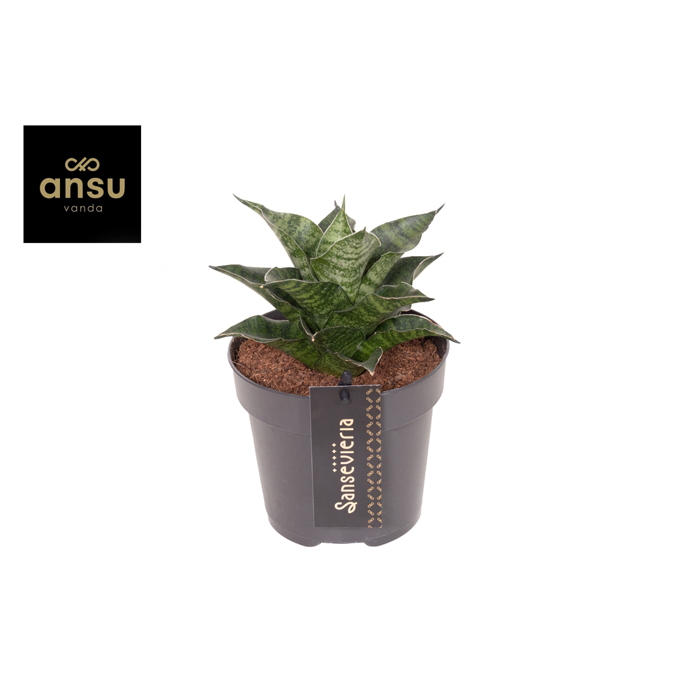 Sansevieria Star Mini Marble No. 1.