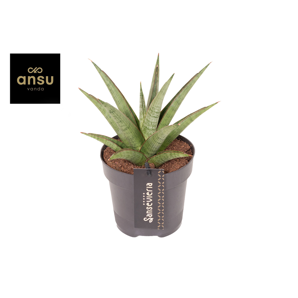 Sansevieria Comet Canoe No. 2.