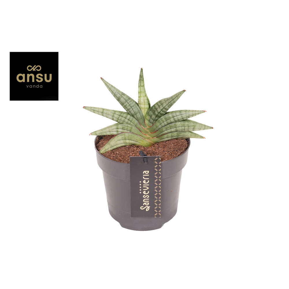Sansevieria Inti Mini No. 1.