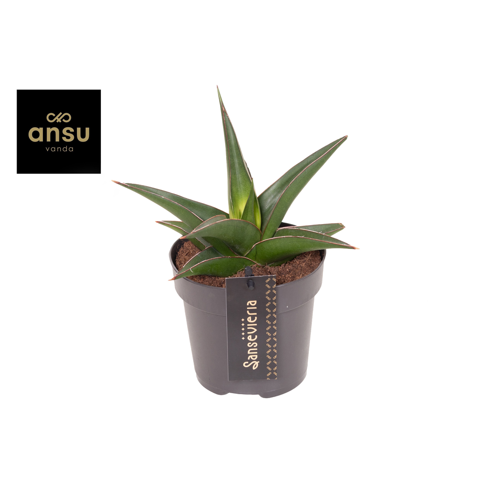 Sansevieria Comet Mini Amazon No. 2.