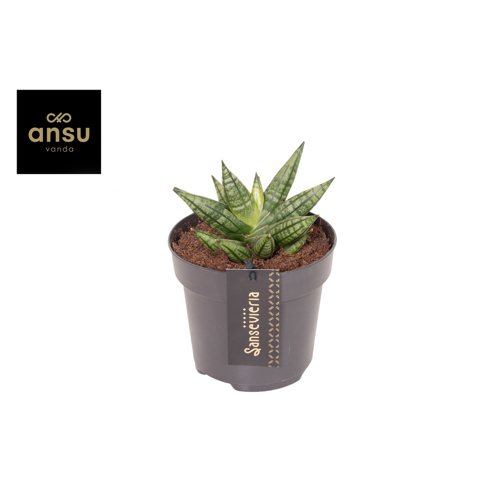 Sansevieria Inti Mini No. 2.