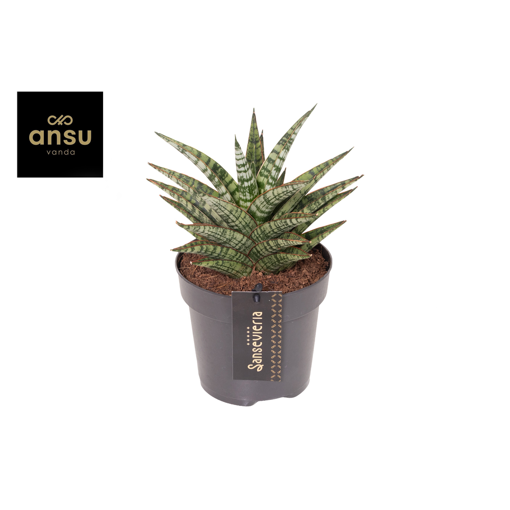 Sansevieria Comet Mini Queen No. 1.